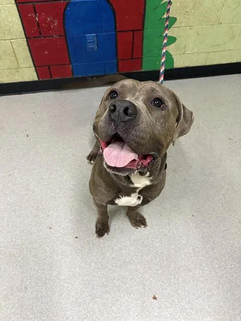 A young large-sized male Mastiff dog named Henry for adoption in Indianapolis, IN