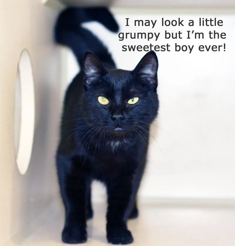 A young medium-sized male Black Domestic Short Hair cat named Muddy for adoption in San Clemente, CA