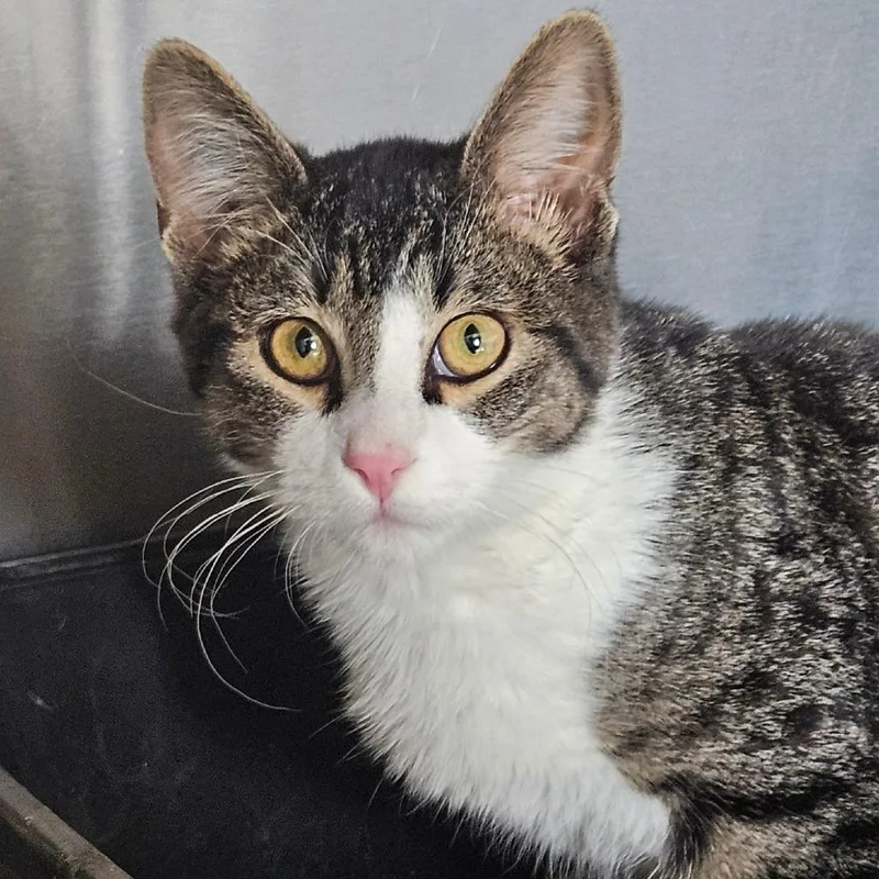 A baby small-sized male Brown / Chocolate Domestic Short Hair cat named Brown Sugar for adoption in Eagle Mountain, UT