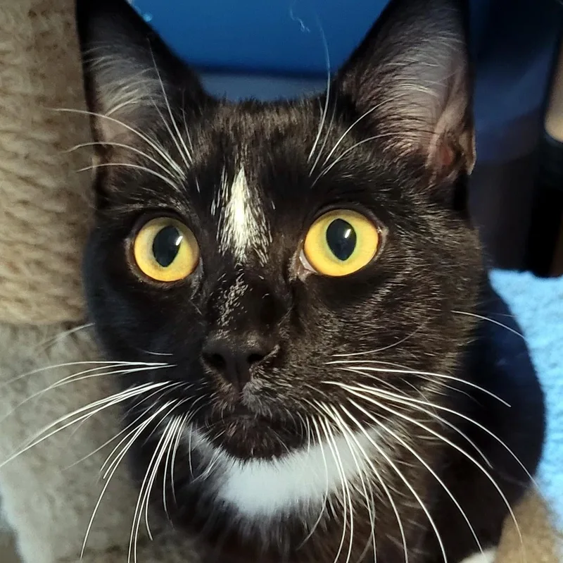 Giovanni thumbnail 2