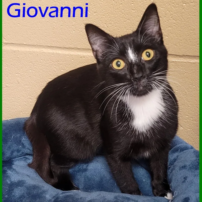 Giovanni