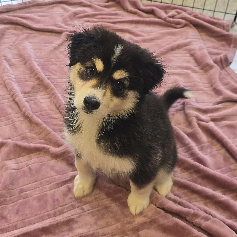 A baby small-sized female Black Border Collie dog named Juneau for adoption in Milan, IL