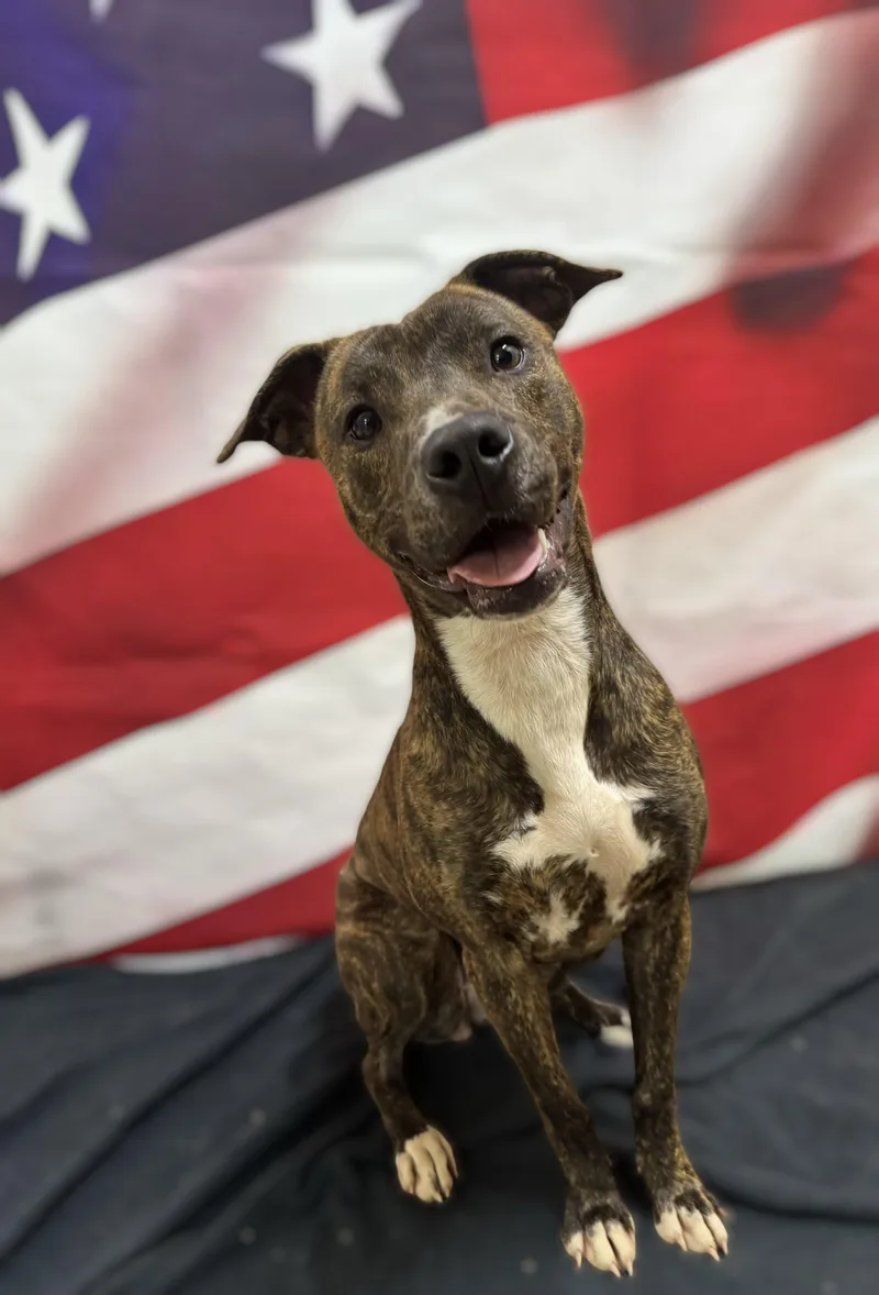 A young medium-sized female Brindle American Staffordshire Terrier dog named Cedar for adoption in Woodbridge, CT