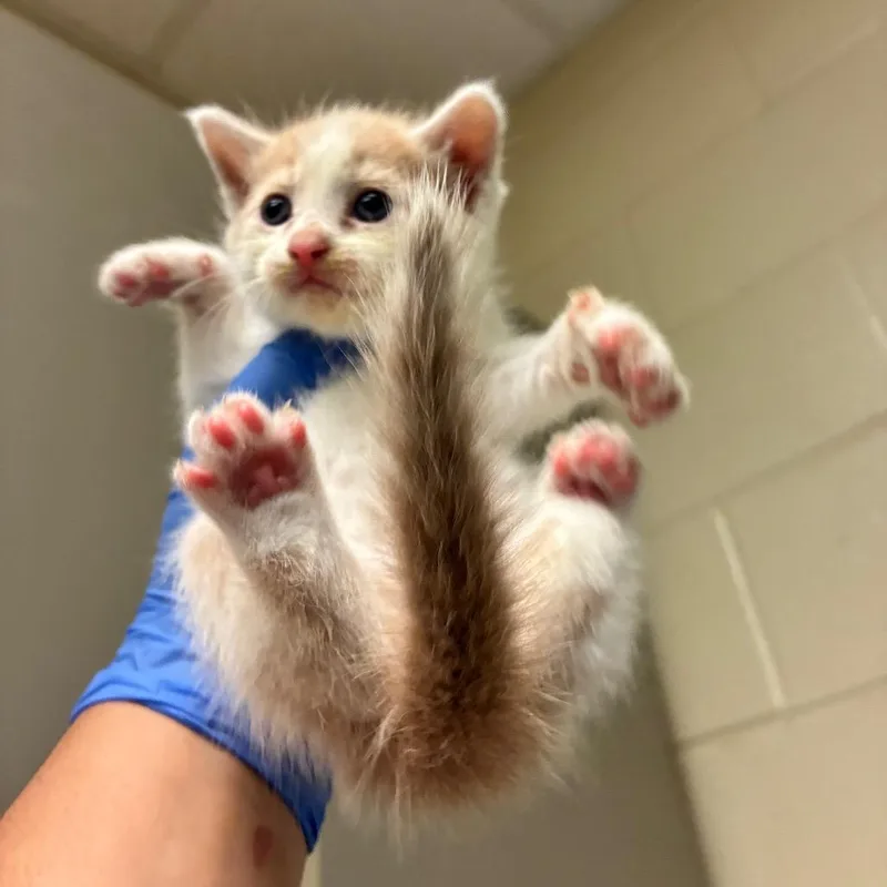 A baby small-sized male White Domestic Short Hair cat named Harvest for adoption in Columbus, GA