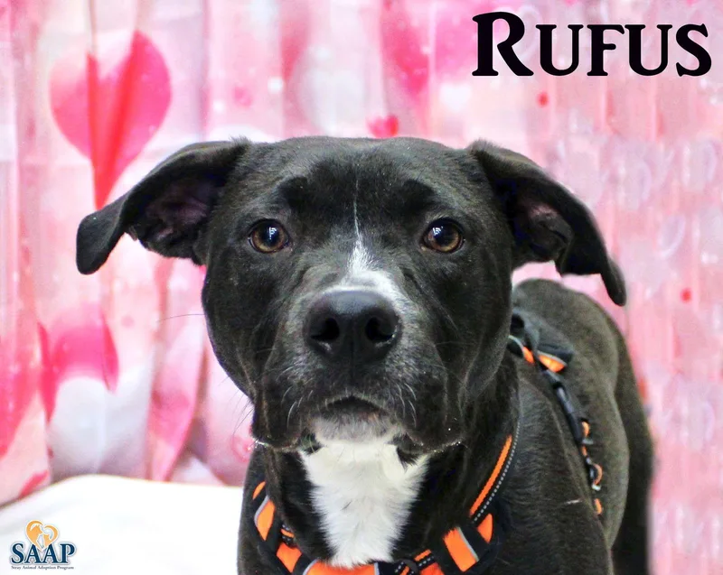 Rufus