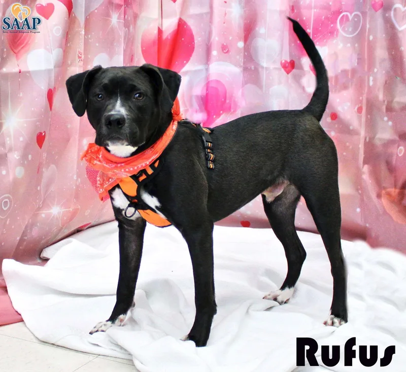 Rufus thumbnail 3