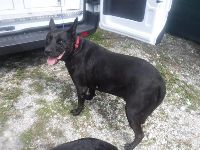 An adult large-sized male Labrador Retriever dog named Michael for adoption in Miami, FL