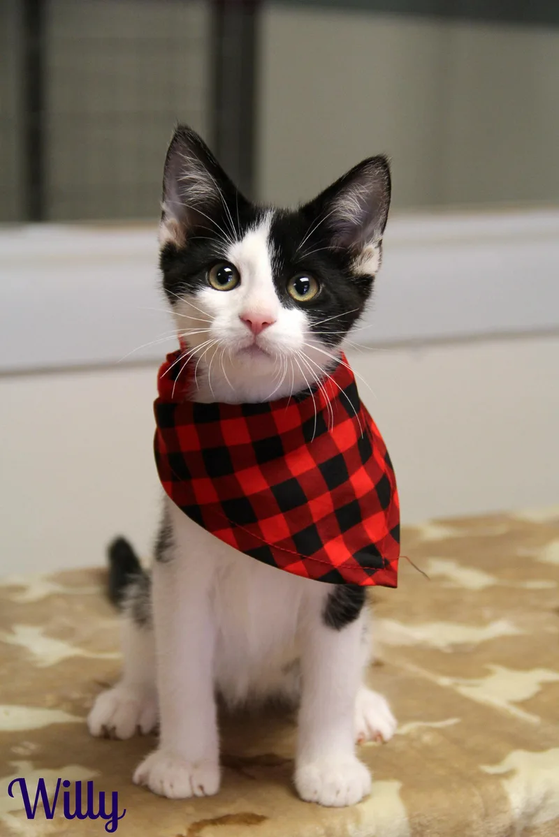 A baby medium-sized male Black & White / Tuxedo Domestic Short Hair cat named Willy for adoption in Vinton, IA