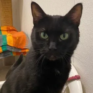 A senior medium-sized female Domestic Short Hair cat named Buttons for adoption in Kankakee, IL