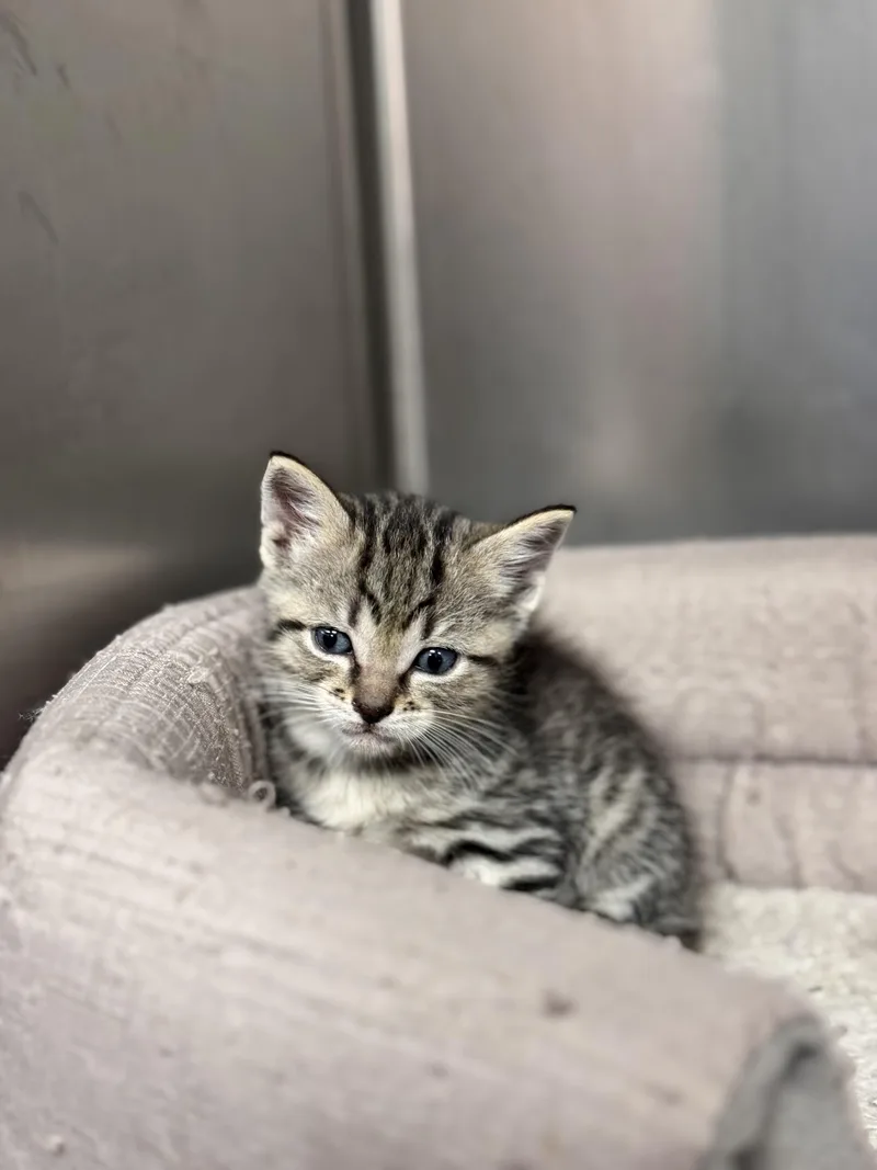 A young medium-sized male Tabby (Gray / Blue / Silver) Tabby cat named Tiger for adoption in LANETT, AL