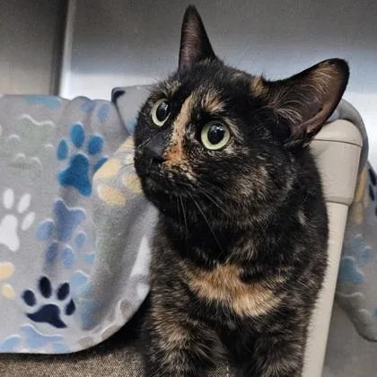 A senior small-sized female Domestic Short Hair cat named Stella for adoption in Scotia, NY