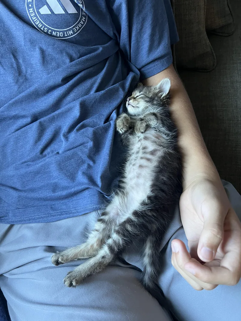 A baby medium-sized female Tabby (Brown / Chocolate) Domestic Short Hair cat named Jamie for adoption in Fruit Heights, UT