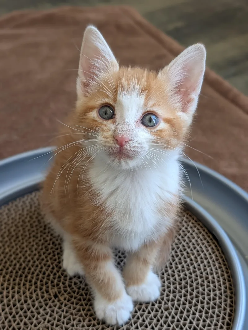 A baby small-sized male Tabby (Orange / Red) Domestic Short Hair cat named Max Morleysteve for adoption in Morrison, CO