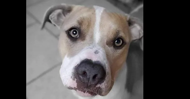 An adult medium-sized female Pit Bull Terrier dog named Maggie for adoption in Dallas, TX