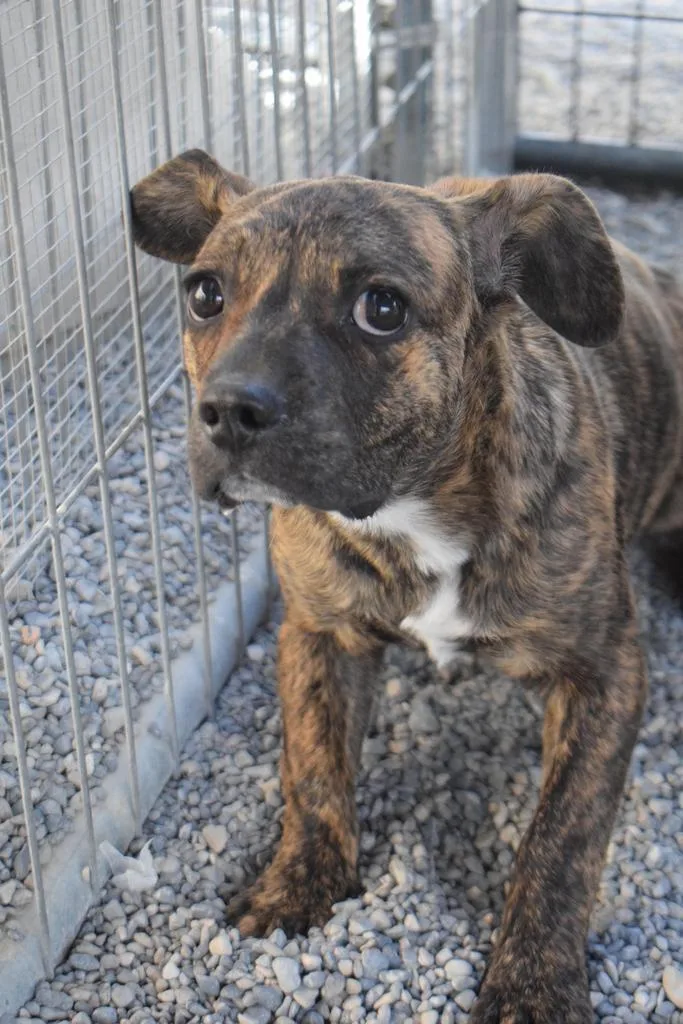 A baby medium-sized male Boxer dog named Max for adoption in Pahrump, NV