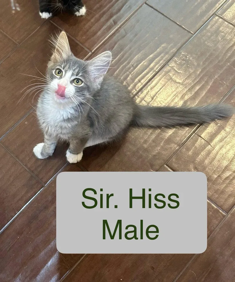 A baby small-sized male Gray & White Domestic Medium Hair cat named Sir Hiss for adoption in El Centro, CA