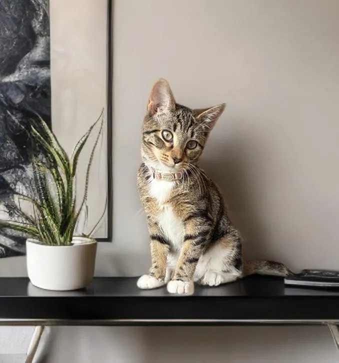 A baby small-sized female Tabby (Brown / Chocolate) Domestic Short Hair cat named Marie for adoption in Long Beach, CA
