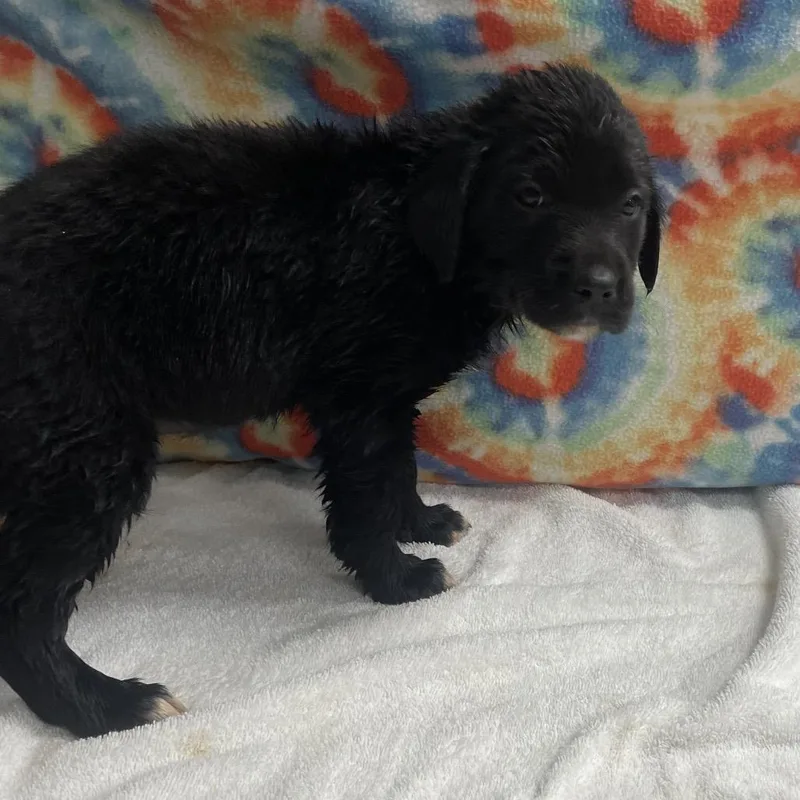 A baby medium-sized female Black Australian Shepherd dog named Pup  Majora for adoption in Galax, VA