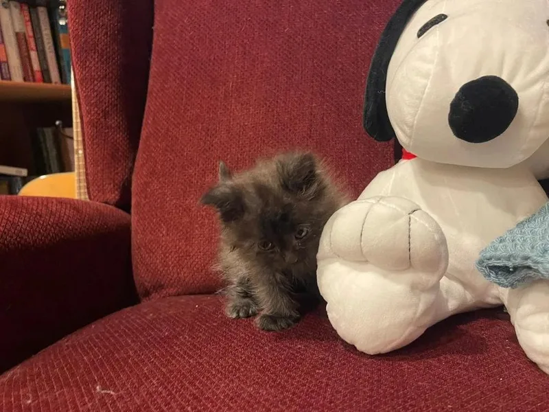 A baby small-sized male Brown / Chocolate Domestic Long Hair cat named Lil Bo Peep for adoption in Davison, MI