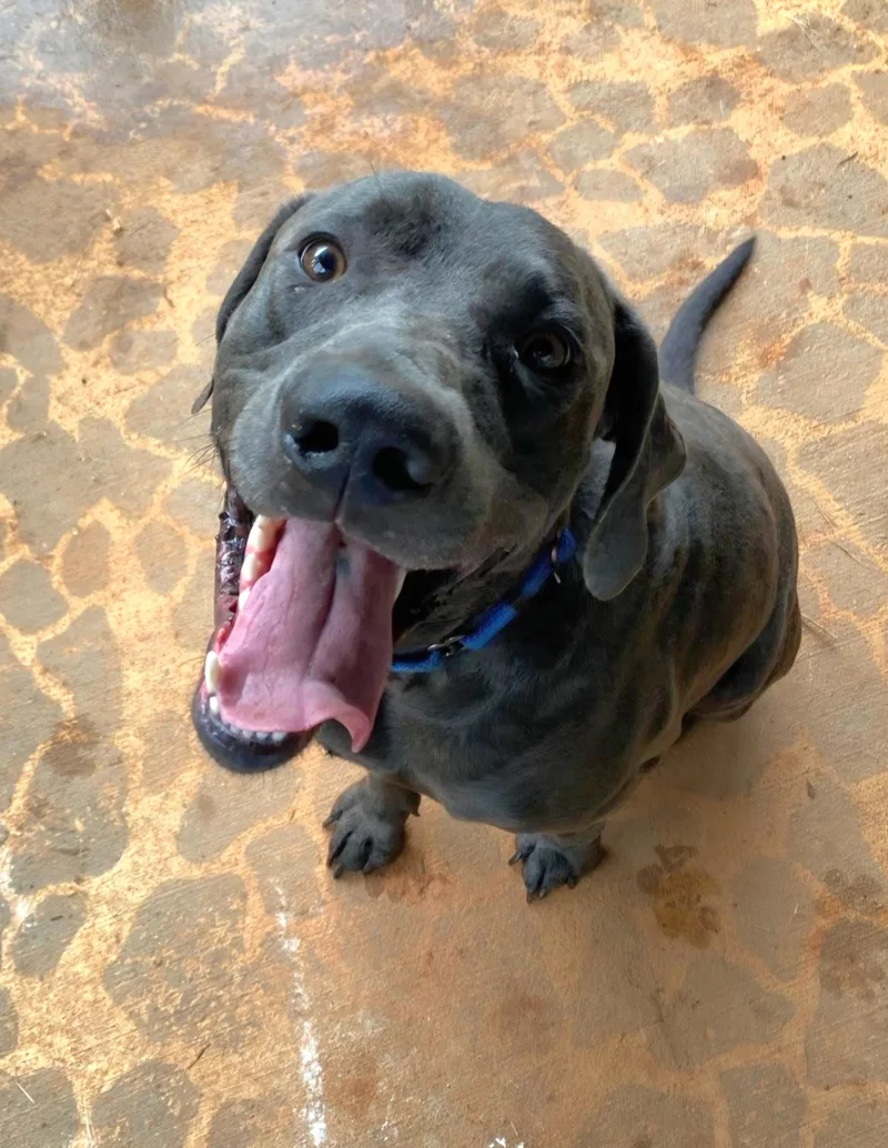 An adult large-sized male Gray / Blue / Silver Weimaraner dog named Blue Rehoming Not for adoption in Amherst, VA