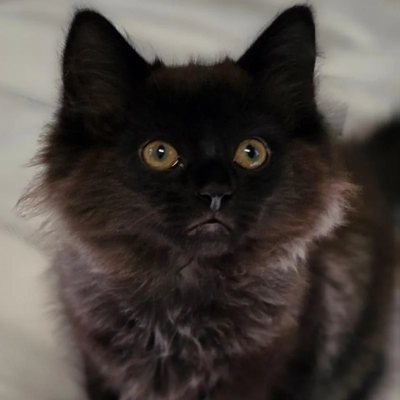 A baby small-sized male Domestic Medium Hair cat named Axl for adoption in Muncie, IN