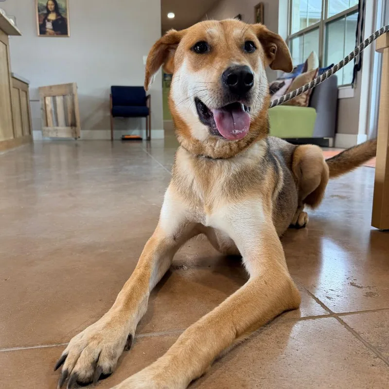 An adult medium-sized male Yellow / Tan / Blond / Fawn Mixed Breed dog named Clover for adoption in Kyle, TX