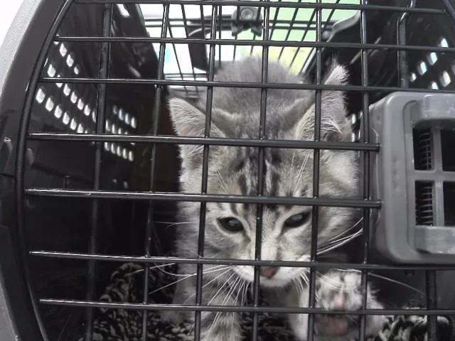 A baby small-sized male Domestic Medium Hair cat named Mandark for adoption in Omaha, NE