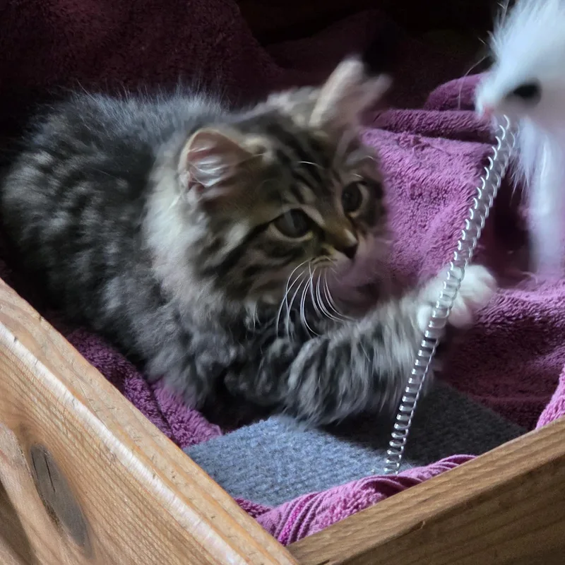 Sonny Jim thumbnail 2