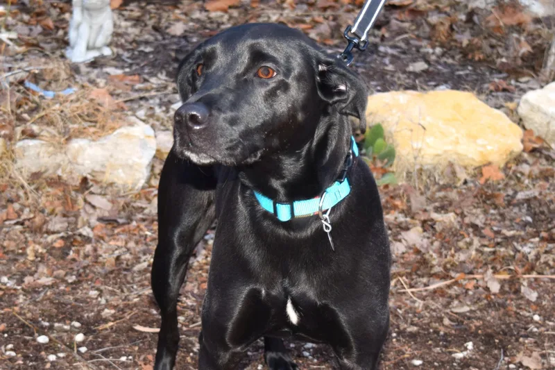 An adult large-sized female Black Labrador Retriever dog named Skye for adoption in Parkville, MO