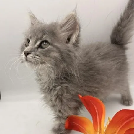 A baby medium-sized female Domestic Long Hair cat named Tomato for adoption in Springfield, MO