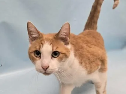 A senior small-sized female Domestic Short Hair cat named Tali for adoption in Coon Rapids, MN