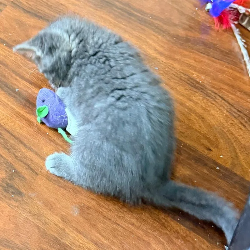 A baby small-sized male Gray / Blue / Silver Domestic Short Hair cat named Mango Sticky Rice for adoption in Austin, TX