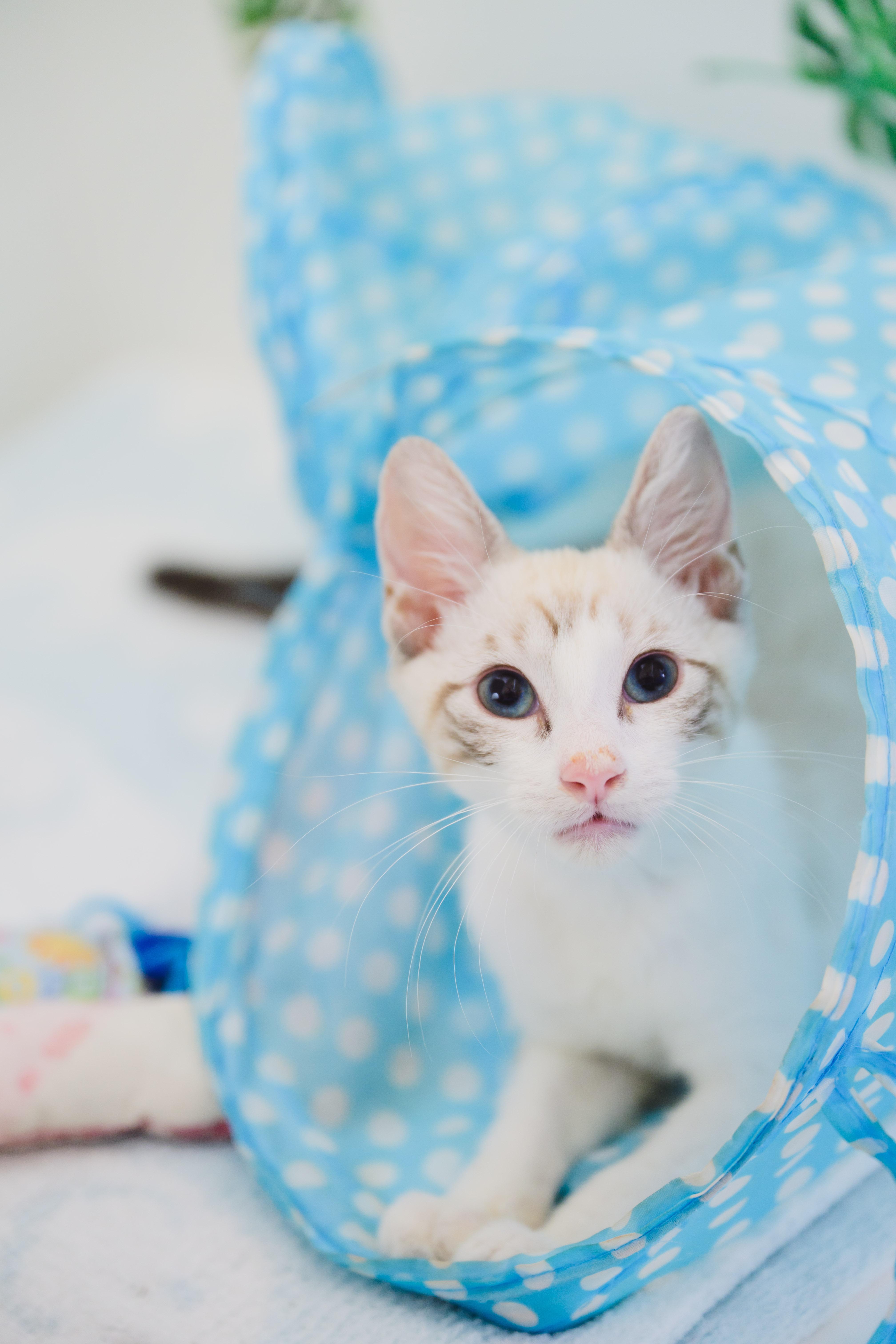 A baby small-sized male Domestic Short Hair cat named Yeti for adoption in Honolulu, HI