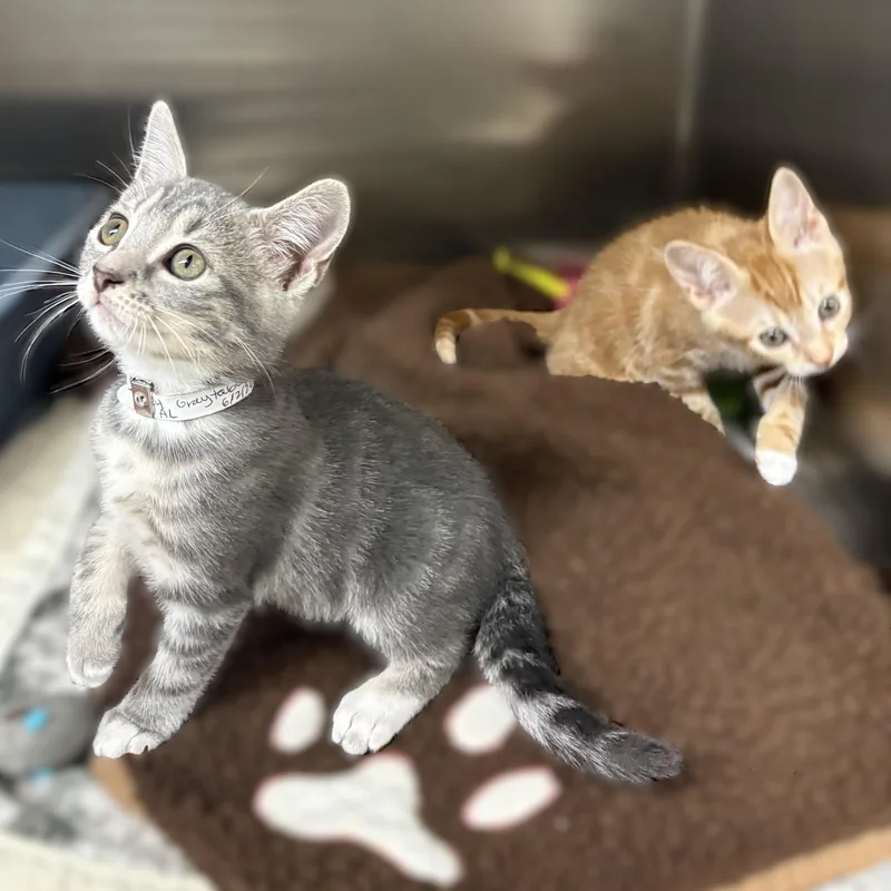 A baby medium-sized male Tabby (Orange / Red) Domestic Short Hair cat named Danny & Sandy for adoption in Columbia, MD