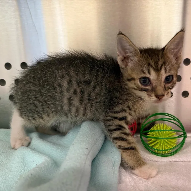 A baby small-sized male Domestic Medium Hair cat named Socks for adoption in Norman, OK