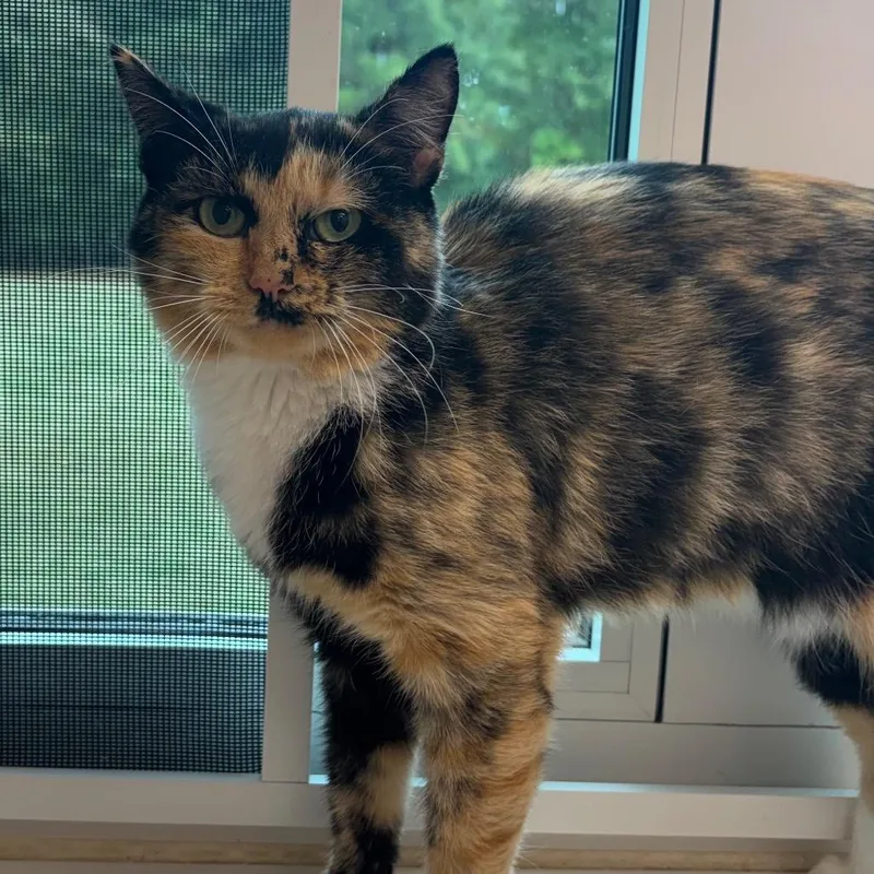 An adult medium-sized female Tortoiseshell Domestic Short Hair cat named Confetti for adoption in Mebane, NC