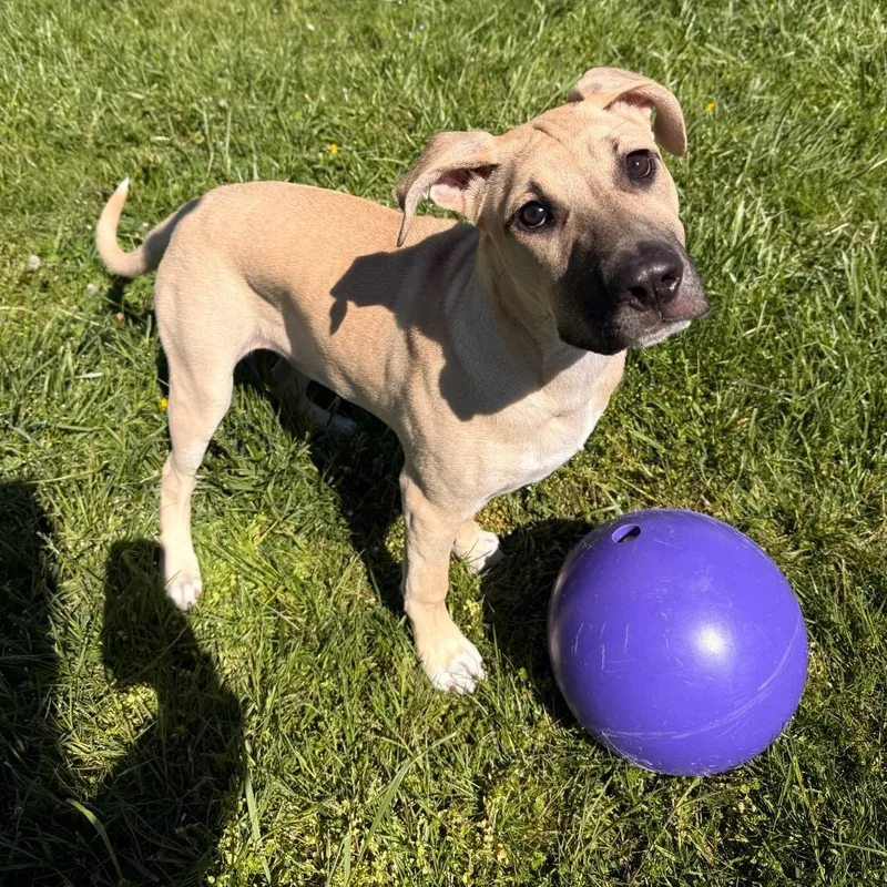 A baby extra large-sized female Yellow / Tan / Blond / Fawn Mixed Breed dog named Sadie for adoption in Hendersonville, NC