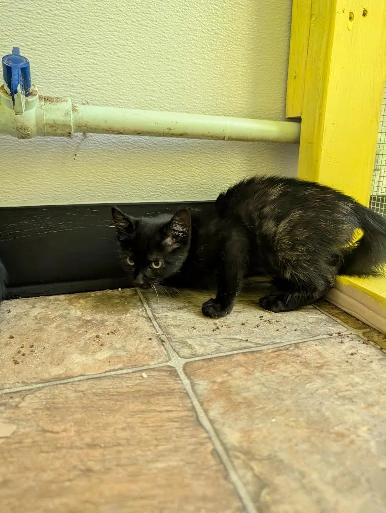 A baby medium-sized female Tortoiseshell cat named Coffee Bean for adoption in Grand Junction, CO