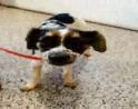 A baby small-sized female Terrier dog named Pinky for adoption in Largo, FL