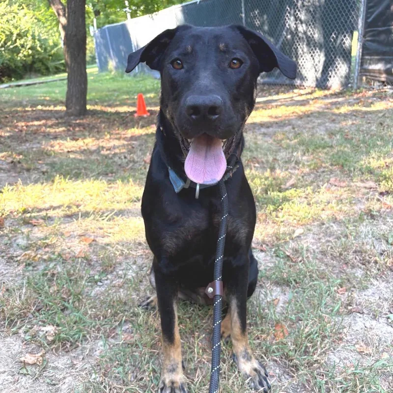 A young large-sized female Black Mixed Breed dog named Trudy for adoption in Saint Charles, MO