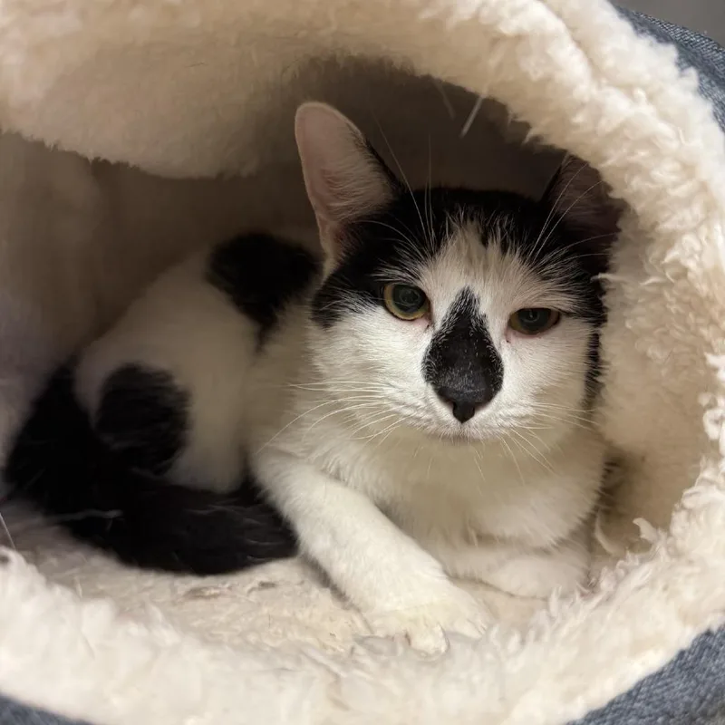 An adult medium-sized male Black Domestic Short Hair cat named Nigel for adoption in Hinesville, GA