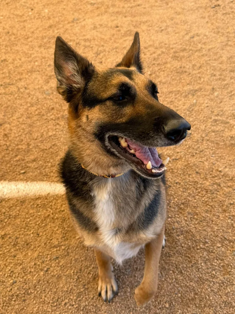 An adult large-sized female Black German Shepherd Dog dog named Stella for adoption in Glendale, AZ