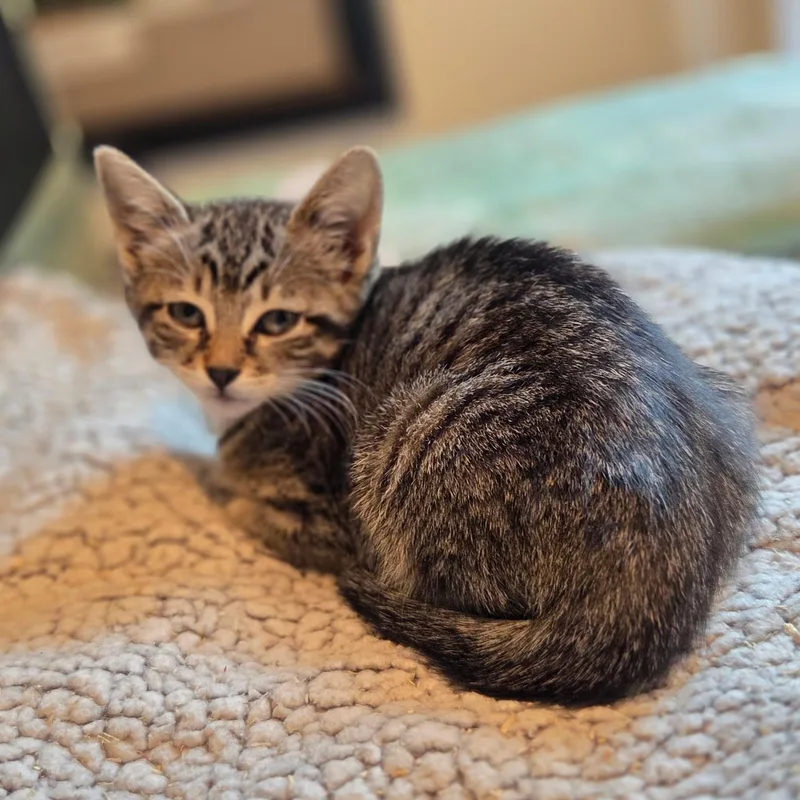 A baby medium-sized female Brown / Chocolate Domestic Short Hair cat named Shakira for adoption in Moriches, NY