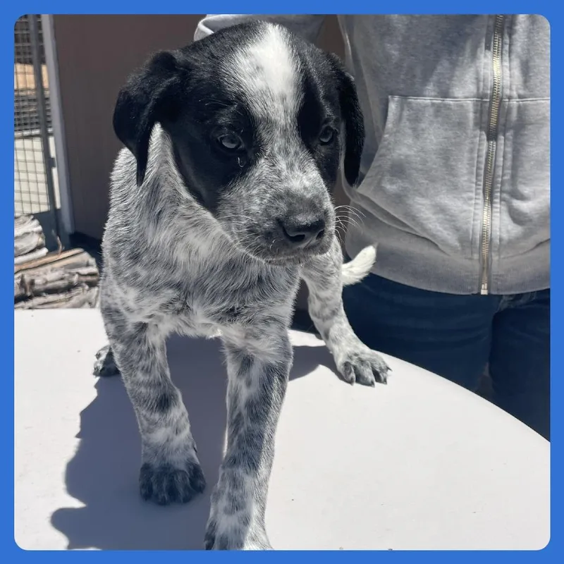 A baby small-sized male Gray / Blue / Silver Labrador Retriever dog named Nori for adoption in Prescott, AZ