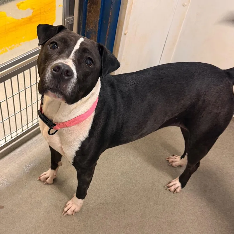 An adult small-sized female Black Mixed Breed dog named Dairy for adoption in Rocky Mount, VA
