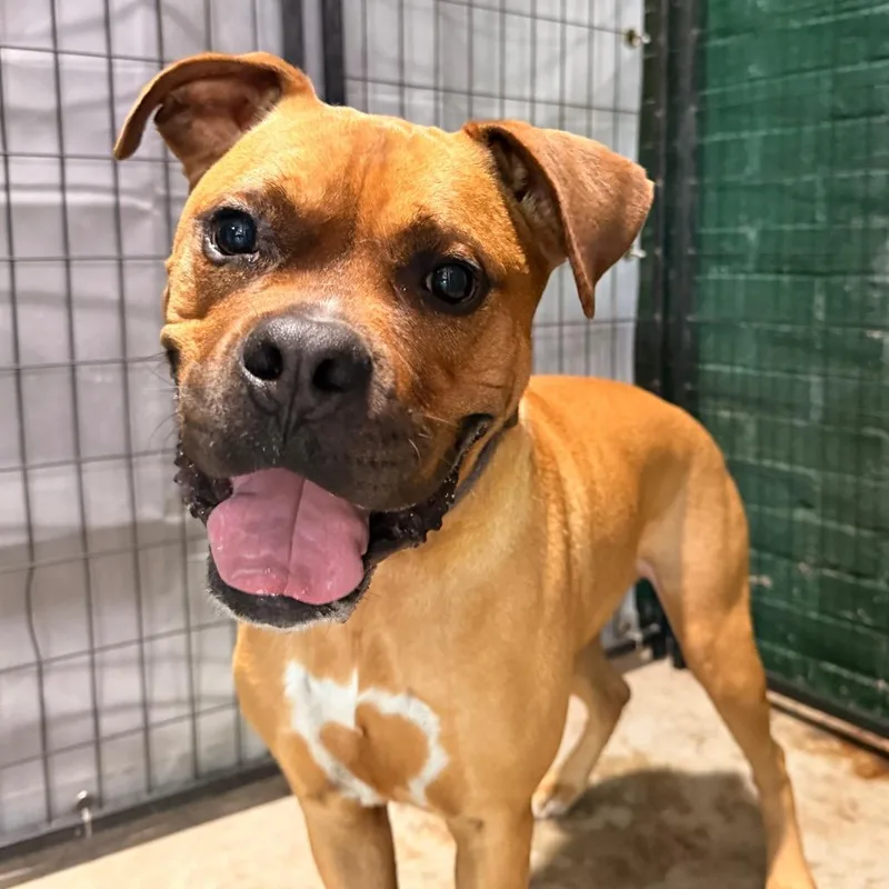 An adult medium-sized male Boxer dog named Sampson for adoption in Birmingham, AL