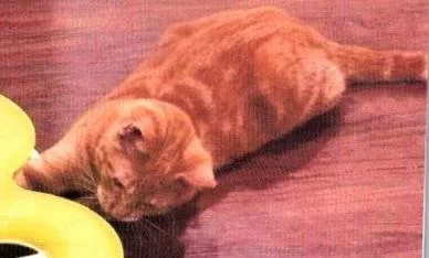 An adult medium-sized male Tabby (Orange / Red) Domestic Short Hair cat named Branson for adoption in Anoka, MN