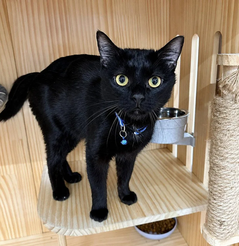 A young medium-sized female Domestic Short Hair cat named Sunday  year female for adoption in Sterling, MA