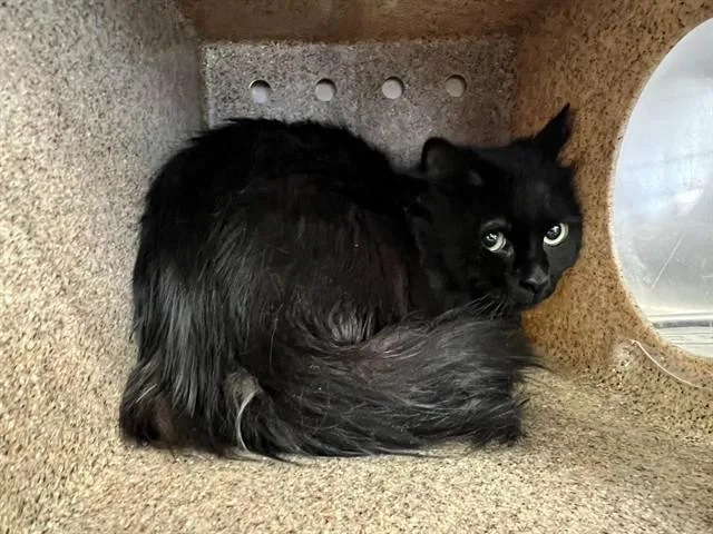 An adult medium-sized male Domestic Medium Hair cat named Buddy for adoption in Lancaster, CA