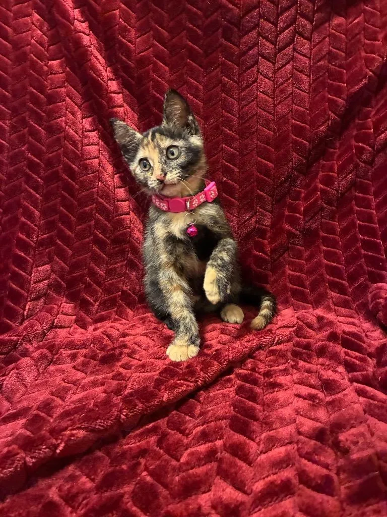 A baby medium-sized female Domestic Short Hair cat named Mocha Lola for adoption in Sorrento, LA